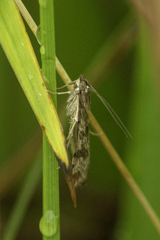 Nomophila nearctica