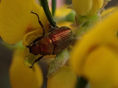 Diphucephala