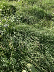 Deschampsia