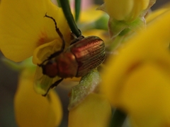 Diphucephala