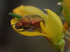 Diphucephala