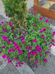 Calibrachoa