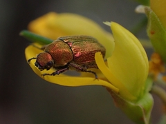 Diphucephala