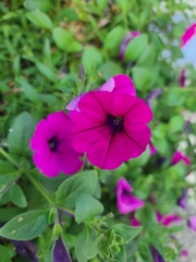 Calibrachoa
