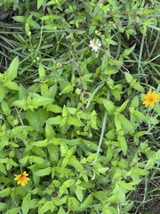 Wedelia hispida