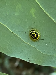 Ischnocodia annulus