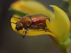 Diphucephala