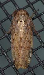 Curtara insularis