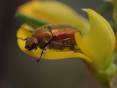 Diphucephala