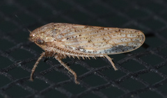 Curtara insularis