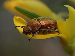 Diphucephala