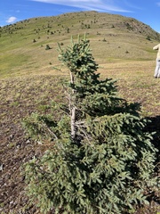 Picea engelmannii