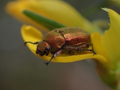 Diphucephala