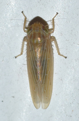 Graminella sonora