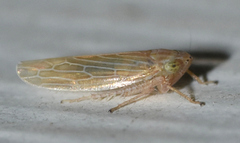 Graminella sonora