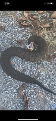 Agkistrodon piscivorus