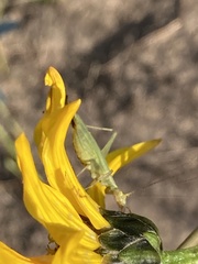Oecanthus