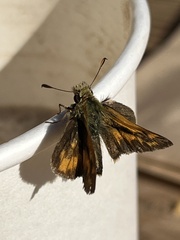 Ochlodes sylvanoides