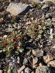 Sibbaldia procumbens