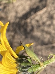 Oecanthus