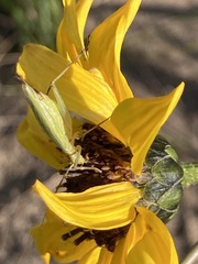 Oecanthus