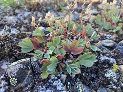 Sibbaldia procumbens