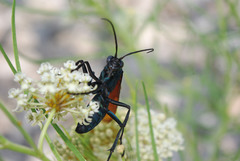 Pepsis grossa