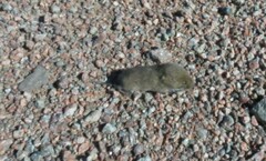 Microtus pennsylvanicus