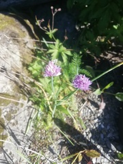Allium schoenoprasum