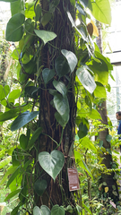 Philodendron hederaceum