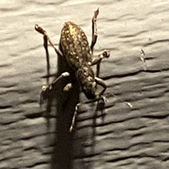 Brachyderes incanus