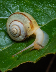 Bradybaena similaris