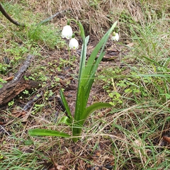 Leucojum aestivum