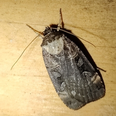 Pseudohermonassa bicarnea