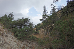 Juniperus polycarpos