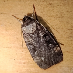 Pseudohermonassa bicarnea