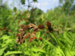 Carex scoparia