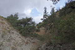 Juniperus polycarpos