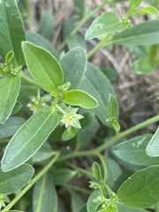 Ditaxis humilis