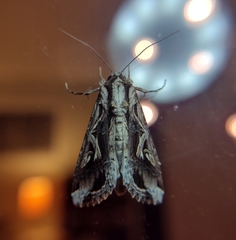 Spodoptera dolichos