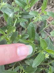Ditaxis humilis