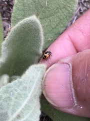 Hippodamia parenthesis