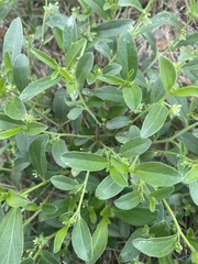 Ditaxis humilis