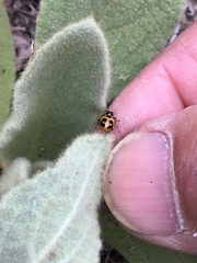 Hippodamia parenthesis