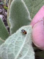 Hippodamia parenthesis