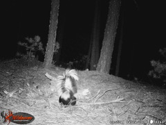 Mephitis macroura milleri