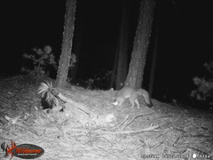 Mephitis macroura milleri