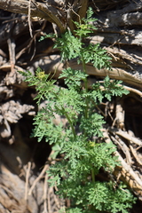 Descurainia virletii