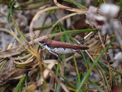 Pycnostictus seriatus