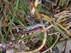 Pycnostictus seriatus